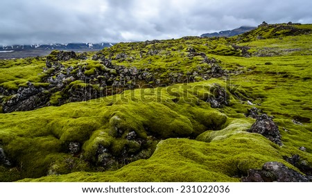 A vast lava field with green moss in Iceland