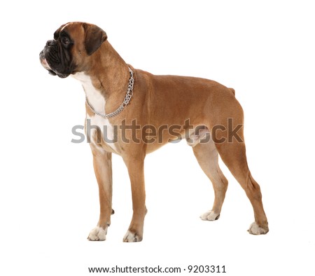 Perfect  on Boxer Dog In Perfect Pose  Stock Photo 9203311   Shutterstock