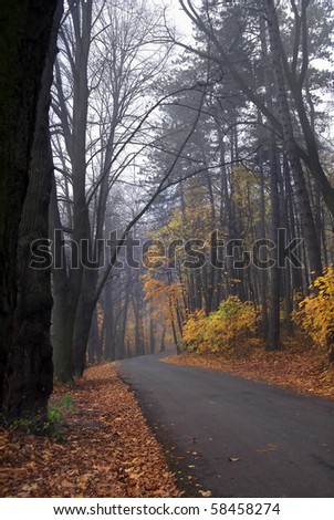 A path through the trees on a foggy autumn day