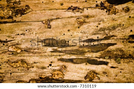 Dirty Wood