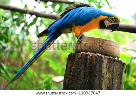 A blue-and-yellow macaw is eating sweet corn. Blue-and-yellow macaw is a popular as pets partly because of their striking appearance and ability as a talking bird.