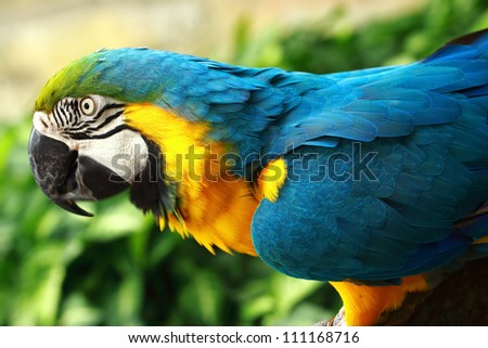 A blue-and-yellow macaw is eating sweet corn. Blue-and-yellow macaw is a popular as pets partly because of their striking appearance and ability as a talking bird.