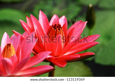 Red lotus flowers (Water Lily) in twin are blooming.