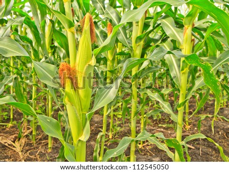 A wall of corn stalks full of corn, in vertical format.
