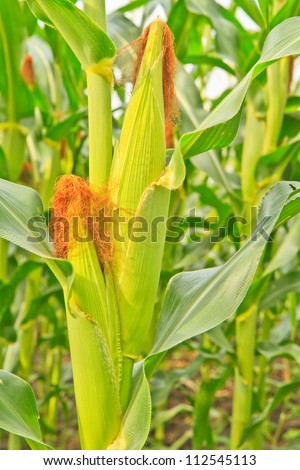 Wall Of Corn