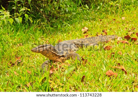 Closeup of monitor lizard - Varanus on green grass