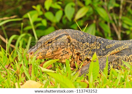 Closeup of monitor lizard - Varanus on green grass