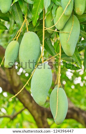 Close up of mangoes on a mango tree in  plantation