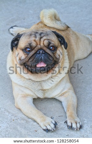 Portrait a cute Pug dog with a sad, flat face