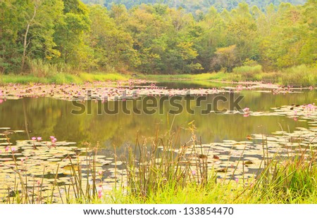 Pink lotus in pond near mountain from Thailand