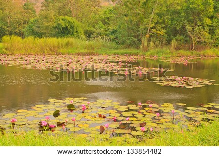 Pink lotus in pond near trees from Thailand