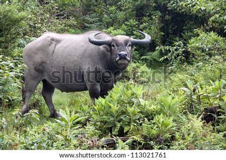 buffalo standing on green grass and looking to a camera . in forest Vietnam.