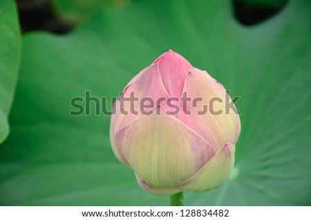 pink lotus with natural light.
