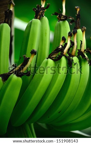 Banana branch with some dry flowers