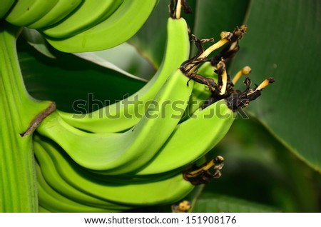 Banana branch with some dry flowers