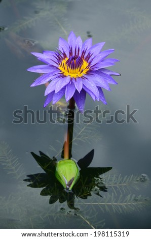 Blue lotus petals and purple pollen and green leave