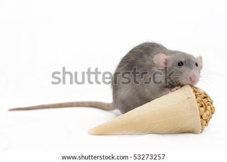 Gray Rat