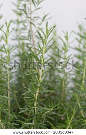 A closeup  of some sprigs of the herb rosemary growing in the garden