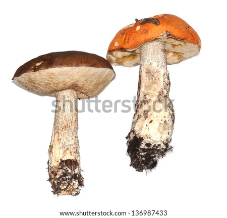 Two mushrooms on a white background