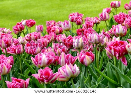 Bright pink parrot tulips in a park