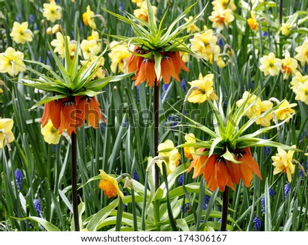 Kaiser\'s crown and daffodils