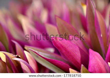 The purple leaves on an oyster plant