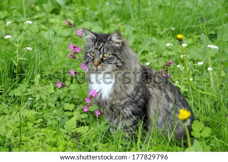 Cat in flower meadow
