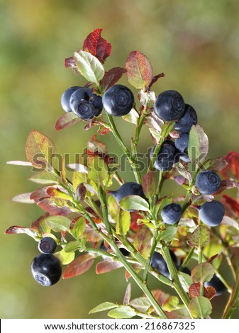 Closeup on blueberry bush