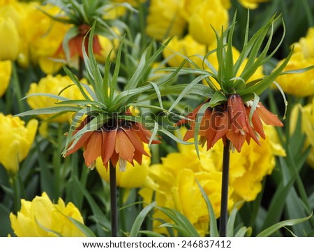 Kaiser\'s crown lily Fritillaria imperialis