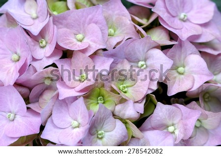 Closeup on pink mophead flower Hydrangea macrophylla