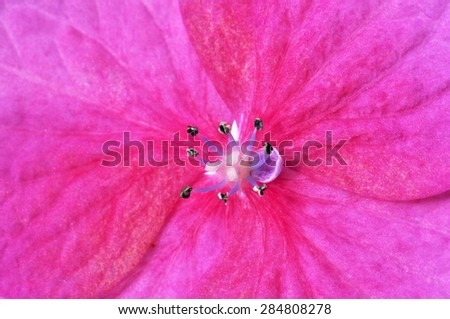Closeup on single pink hortensia flower Hydrangea macrophylla