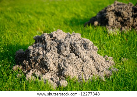 a mole\'s work in your garden can be quite annoying. nice garden concept picture.