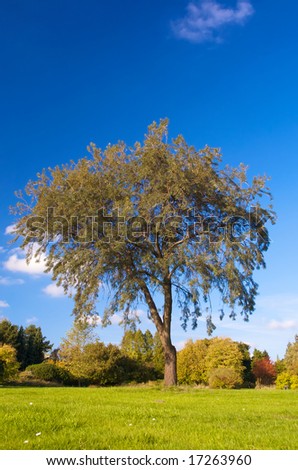 nature outdoor scene with one tree with a blue sky