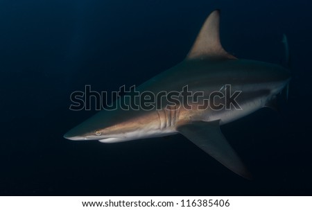 Oceanic black-tip shark