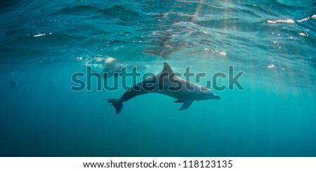 Bottlenose Dolphins swim in shallow waters