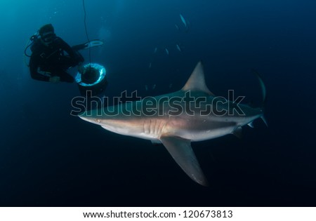 A big Oceanic Blacktip shark checks out a diver