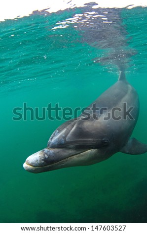 A bottlenose dolphin swims in the green waters of Ireland