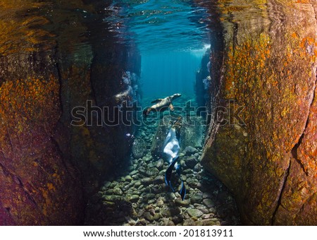 A freediver swims in between the rocks with a friendly Californian sealion