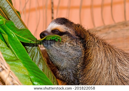 A three-toed sloth feeds on lush green leaves in Costa Rica
