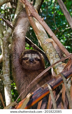A three-toed sloth hangs in a tree in Cahuita National Park in Costa Rica