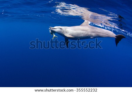 A hunting inshore bottlenose dolphin feeds on a fish in the blue waters off Reunion Island in the Indian Ocean