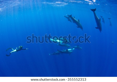 A snorkeler freedives with dolphins in the beautiful  blue offshore waters of Reunion island in the Indian Ocean.