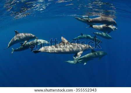 A pod of inshore bottlenose dolphins swims in the crystal clear waters of Reunion Island in the Indian Ocean