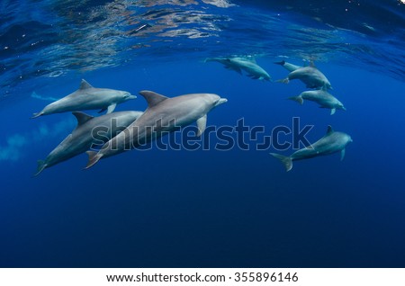 A pod of dolphin forages in the crystal clear blue waters off Reunion Island in the Indian Ocean.