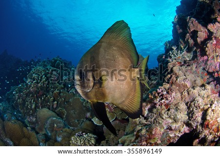 A batfish cruises along the reef of the marine reserve of Reunion Island in the Indian Ocean