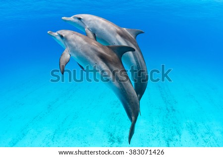 A playful dolphin duo in the seas of the Bahamas