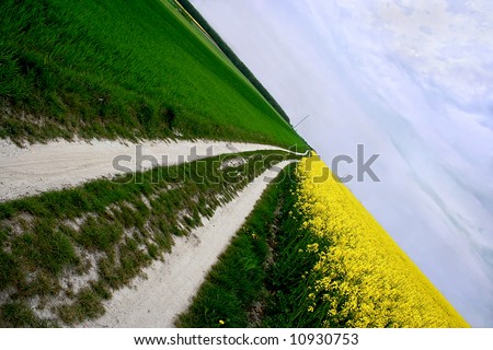 Rural path with field of rapeseed and sky.Dynamic frame.