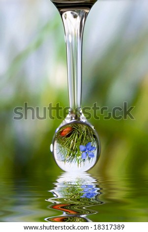 Drop with reflection of mountain flower