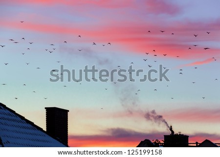 Sunset with shape of birds. Autumn migration of birds in Europe.