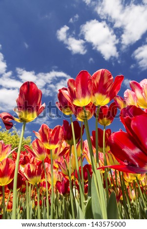Red - yellow tulips against sky.